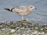 Ring-billed Gull 